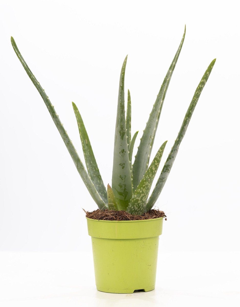 Aloe Vera P&PURE Collection - Ø12cm - 40cm