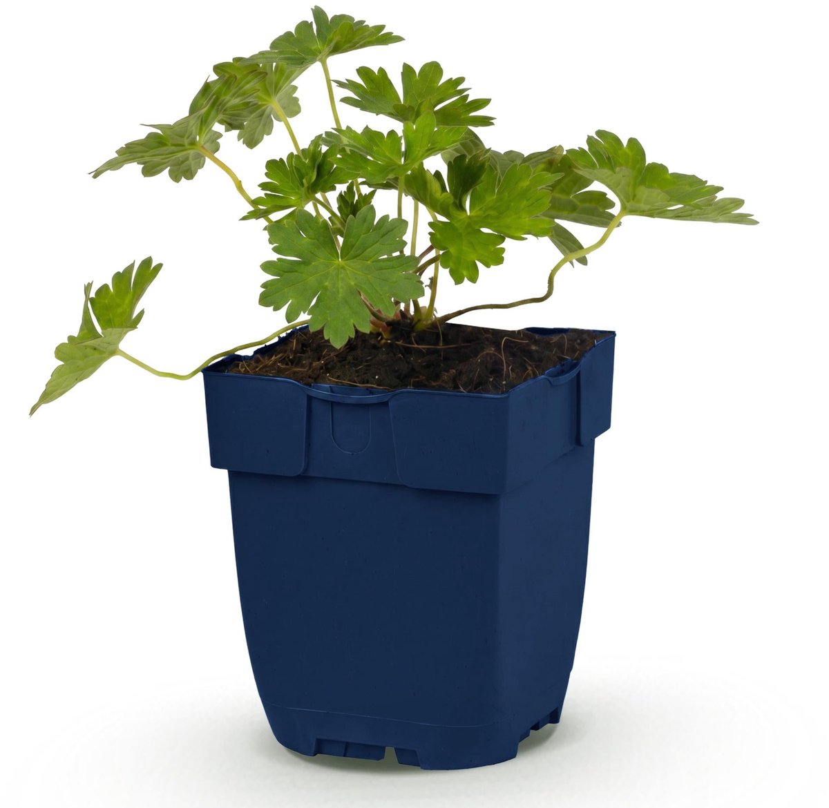 Vasteplant - Geranium 'Rozanne' - Ooievaarsbek - Bodembedekkend - Blauw - 1 Plant - Pot 11cm - Hoogte 15-25cm