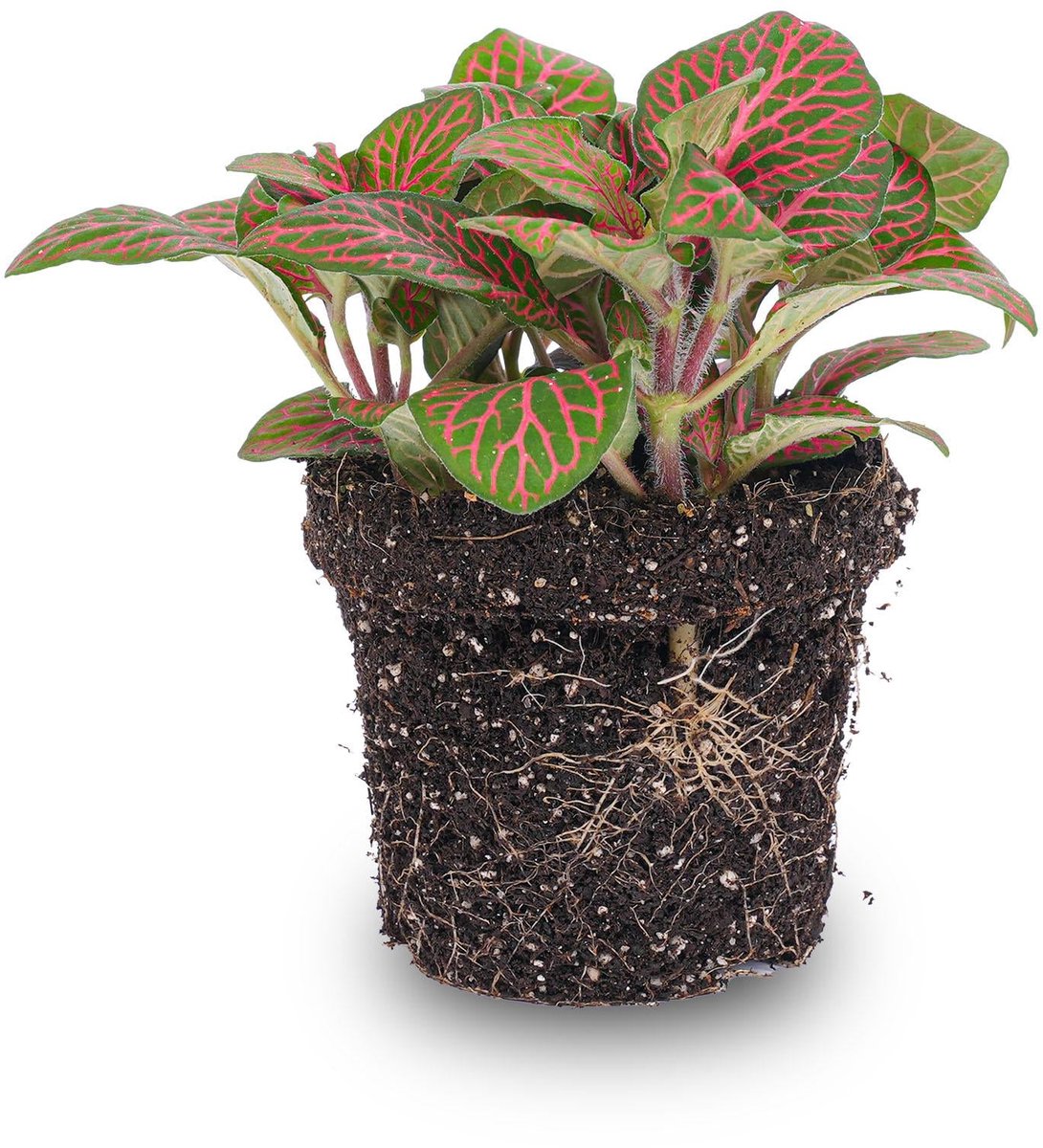 Fittonia red - Mosaic plant - potmaat 8