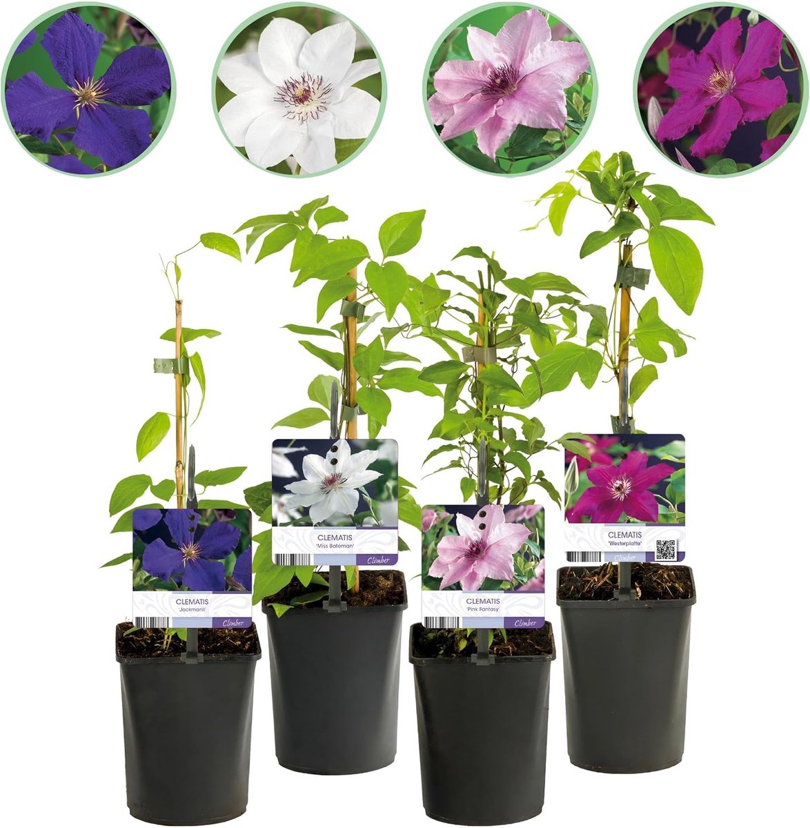 - Clematis Rainbow - Bloem Roze Wit Paars Rood - Weinig onderhoud - 4 planten - 30-40cm - Ø10cm - Tuinplant