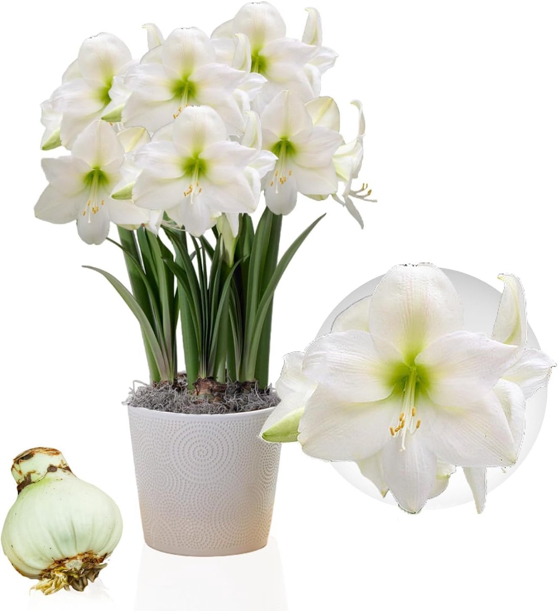 Mont Blanc bol, 1 grote bloembol in formaat 26/30, Exclusieve bloembollen, planten en bloemen uit Nederland, Echte Hippeastrum bollen (geen zaden, was en niet kunstmatig)