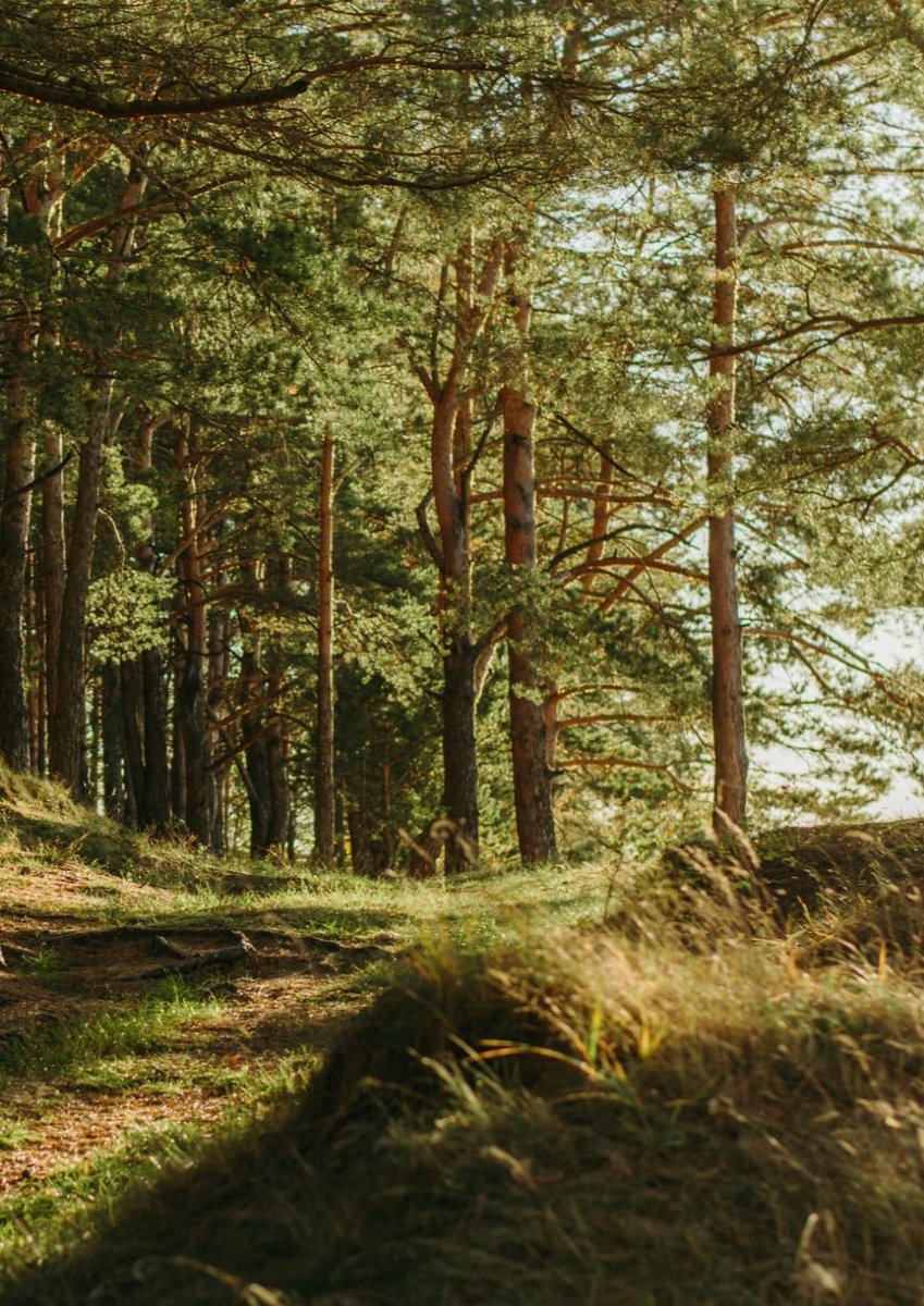 Notitieboek A4 gelinieerd - Waldweg cover met Kiefernwald motief - 100 pagina's - ideaal voor school en studie - ShopVlot