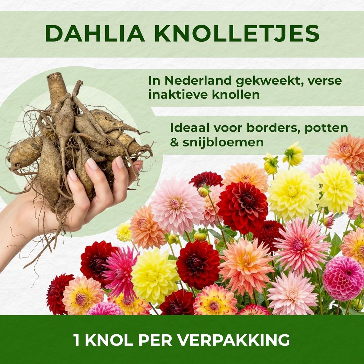 Dahlia knollen super collectie - 10 grote dahlia bloembollen - mix van 5 kleuren - perfecte bloei in tuin of pot - ShopVlot