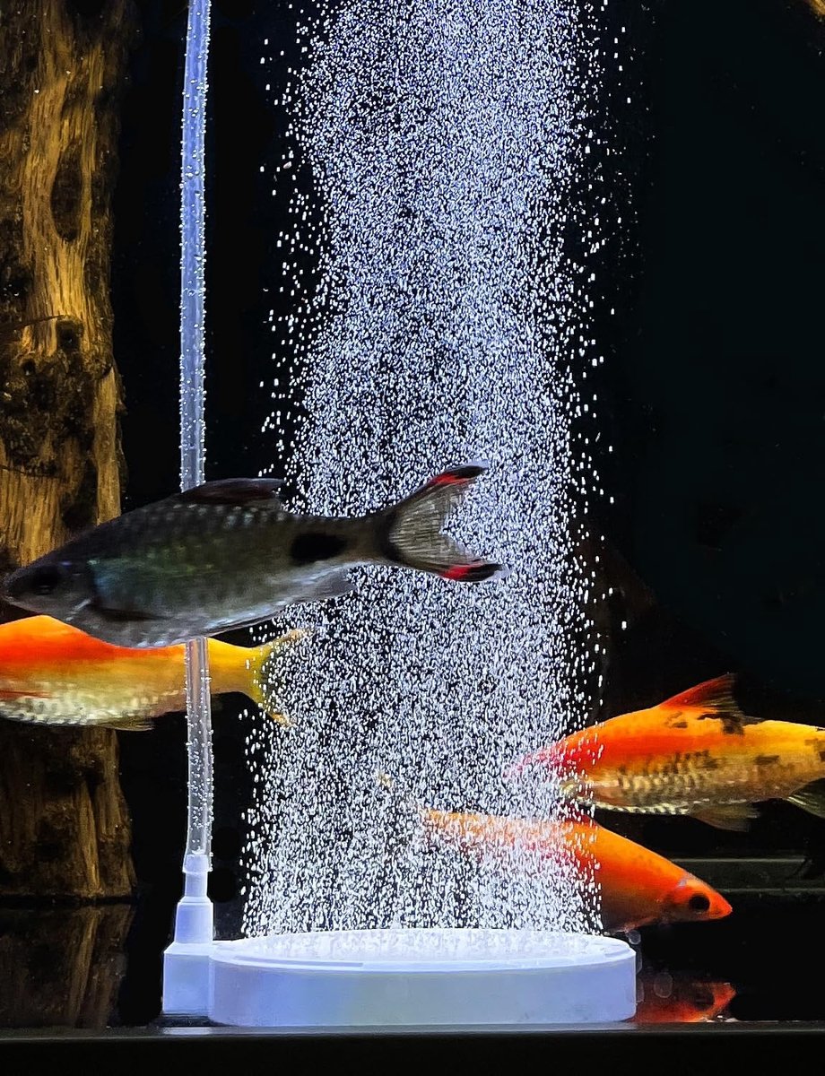 boxtech Aquarium Nano Air Stone - Quiet Aquarium Oxygen Aerator, Ultra High Dissolved Oxygen Diffuser Air Stone - ShopVlot