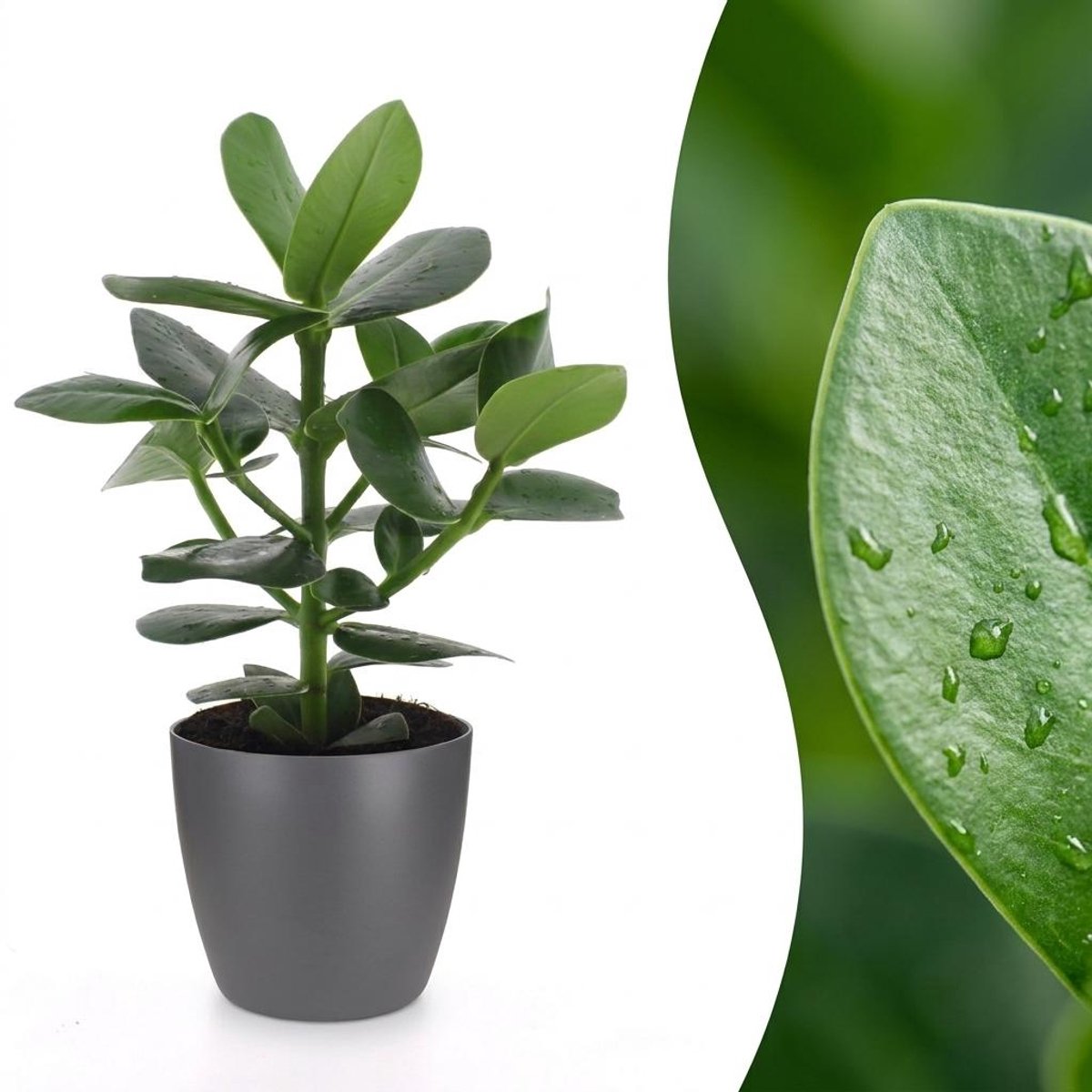 Green boutiQ - Clusia Princess - Clusia - 1 Plant - met Potter Grijs - Pot 12cm - Hoogte - 40cm
