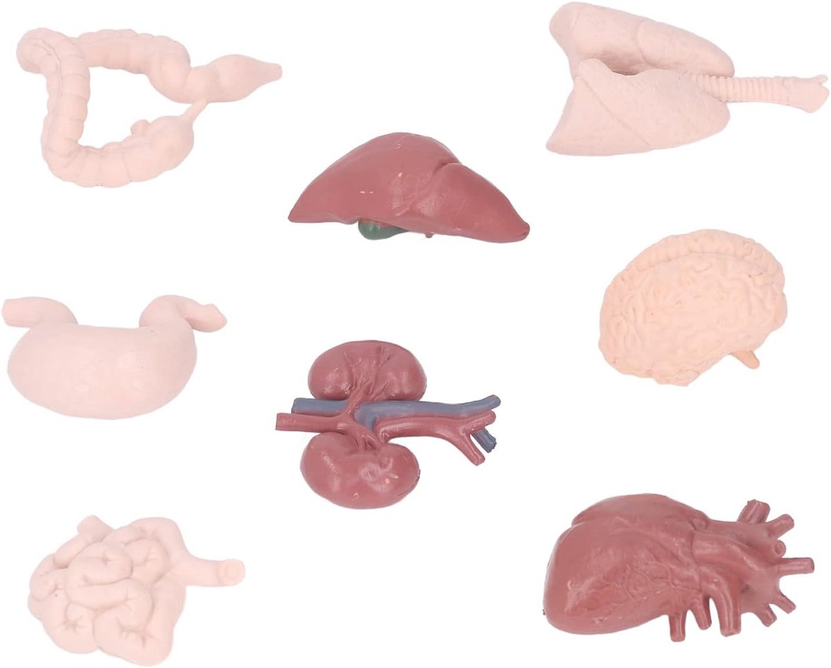 Anatomiemodel Menselijk Lichaam - Orgaanmodel Educatief - Onderwijs en Studie - Gedetailleerde Orgaanvisualisatie - 9 x 9 x 5 cm