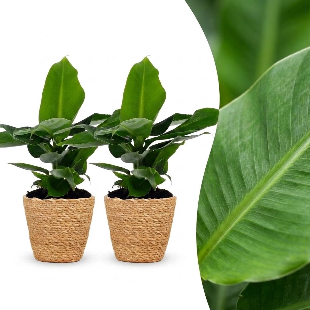 Plantenboetiek.nl | Musa Oriental Dwarf - Dwergbanaan - 2 Planten - met Zeegras Mand - Ø12cm - 30cm hoog