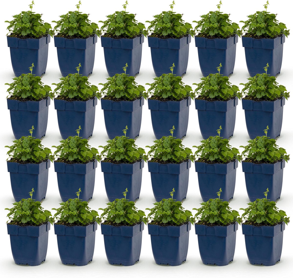 Plantenboetiek.nl | Campanula posch. Lisduggan Variety - Ridderspoor - Bodembedekkend - Wit - 24 Planten - Ø11cm - 15-25cm hoog - Tuinplant