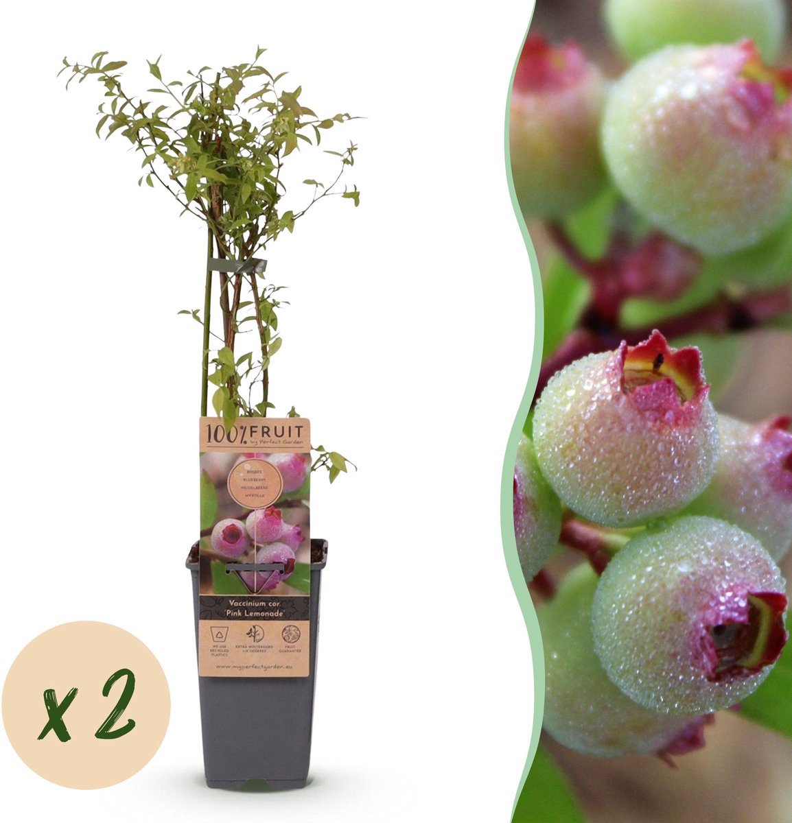 Plantenboetiek.nl | Vaccinium cor. Pink Lemonade - Roze Bosbes - Winterhard - Roze Bes - 2 Planten - Ø15cm - 40-50cm hoog - Tuinplant