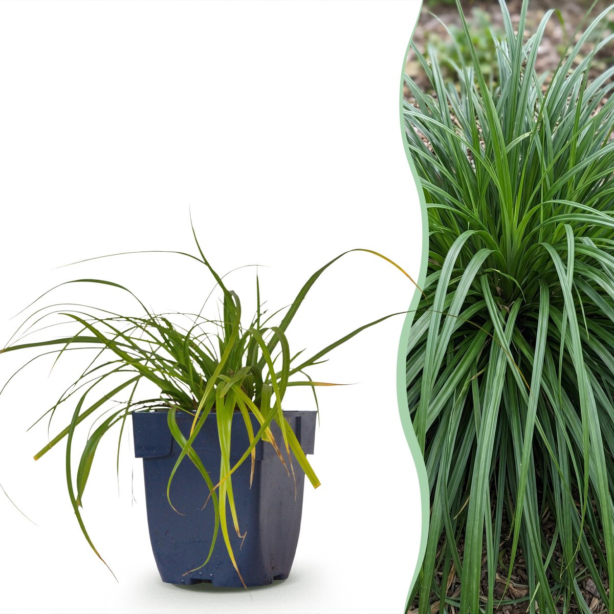 Plantenboetiek.nl | Carex oshimensis Evergreen - Japanse Zegge - Groenblijvend - Groen - Ø11cm - 15-25cm hoog - Tuinplant