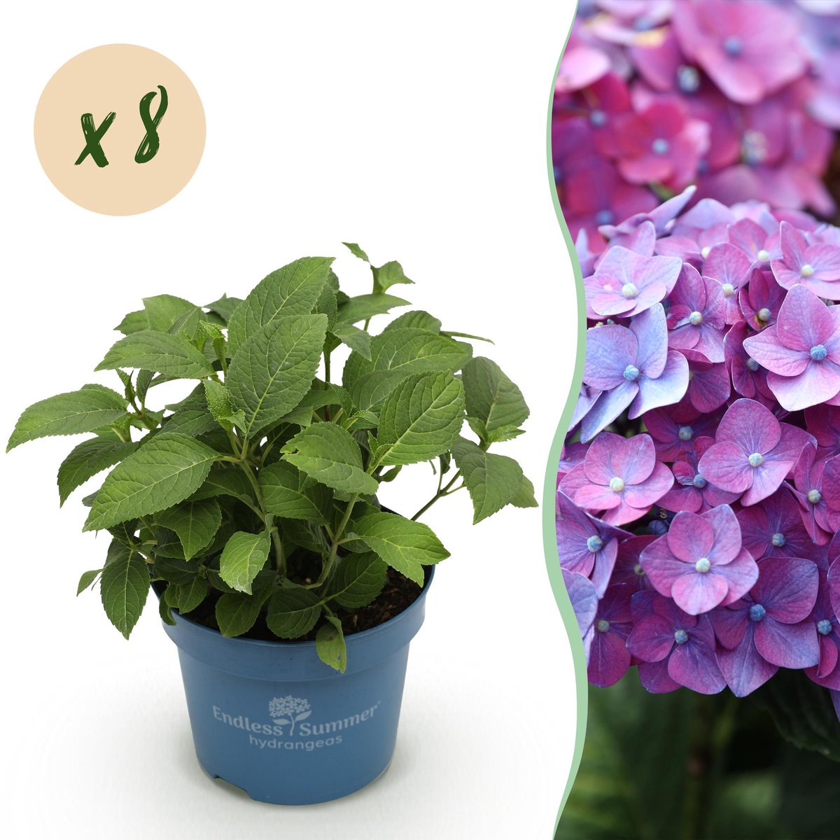 Plantenboetiek.nl | Hydrangea Endles Summer Summer Love Purple - Hortensia - Winterhard - Paars - 8 Planten - Ø14cm - 20-25cm hoog - Tuinplant
