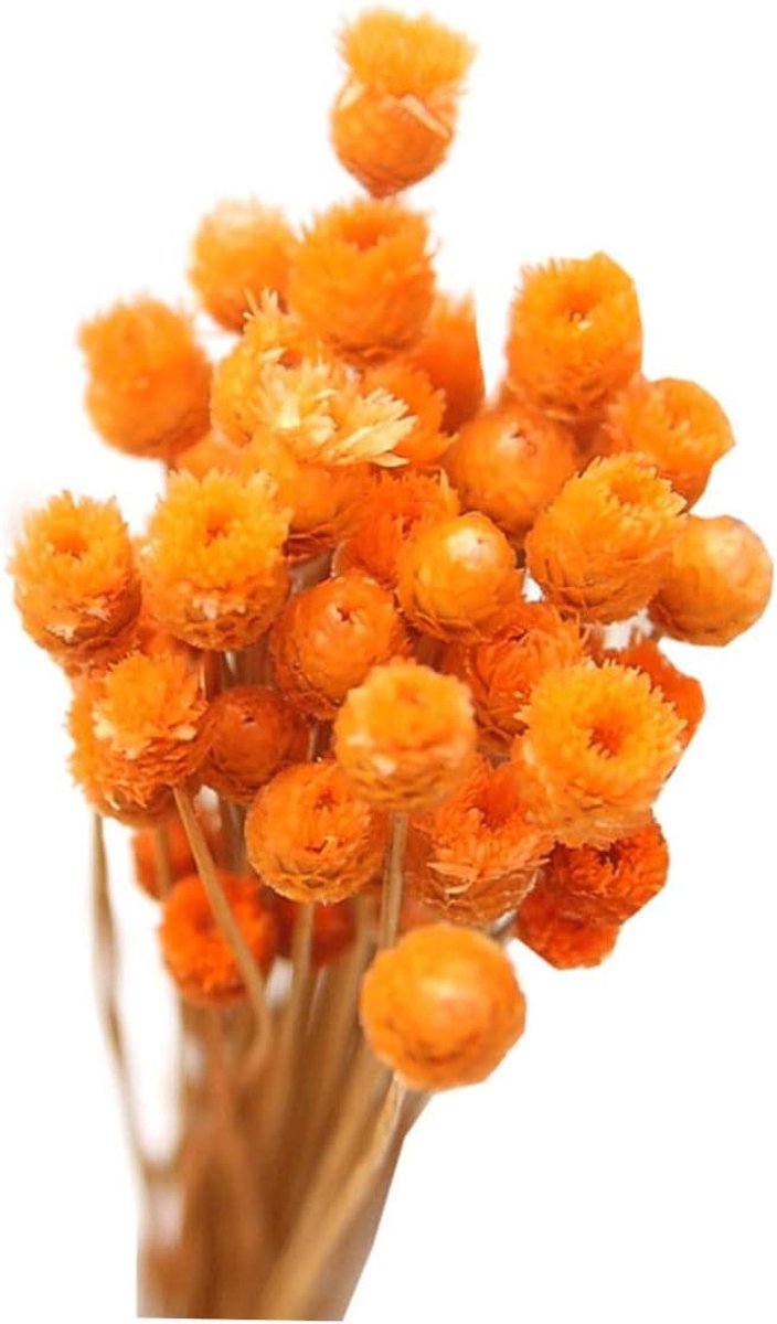 Gedroogde Madeliefjes Boeket - Droogbloemen Decoratie - Woonkamer Aankleden - Natuurlijke Kleuren - 50 Stelen - Oranje