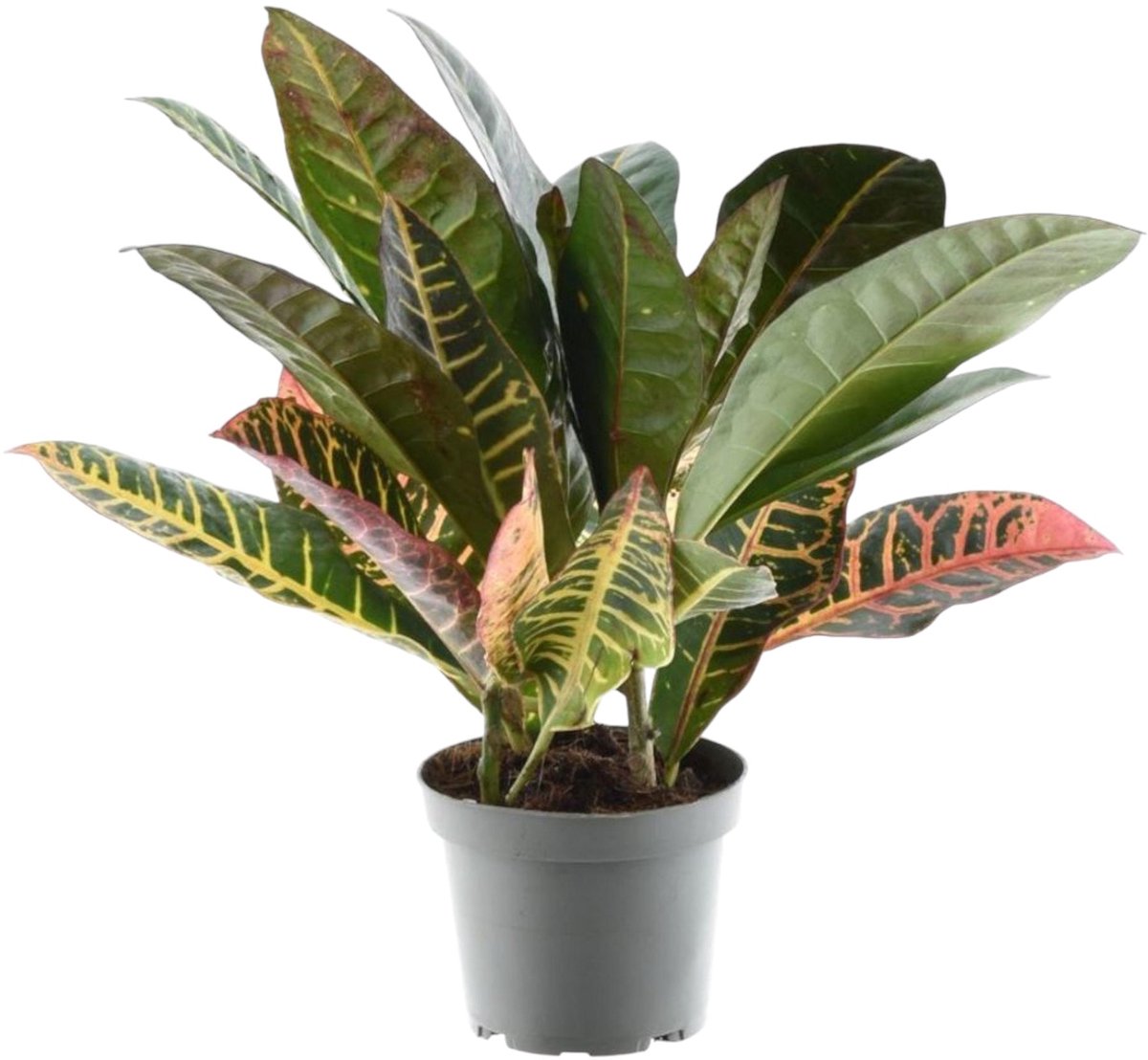 Bol.com Trendyplants - Codiaeum Variegatum 'Petra' - Croton - Kamerplant - Hoogte 20-40 cm - Potmaat Ø12cm aanbieding