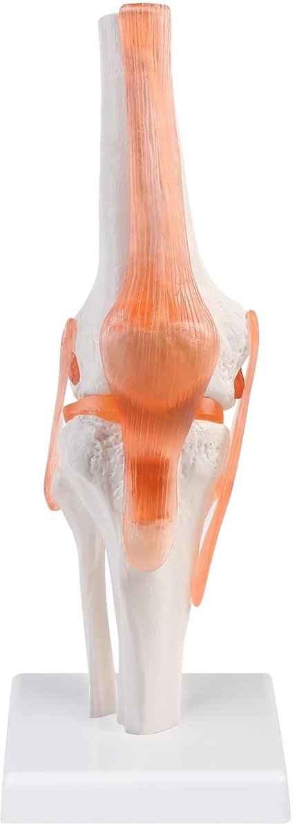 Menselijk kniegewricht model 1: 1 orthopedisch knieskelet model, met ligament, model skelet anatomie voor medisch leren en onderwijs.