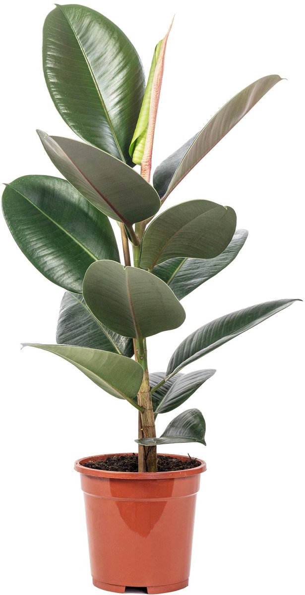 Omgoods - Rubber Tree Ficus Elastica 'Robusta' - Onderhoudsvriendelijke Kamerplant 50 cm