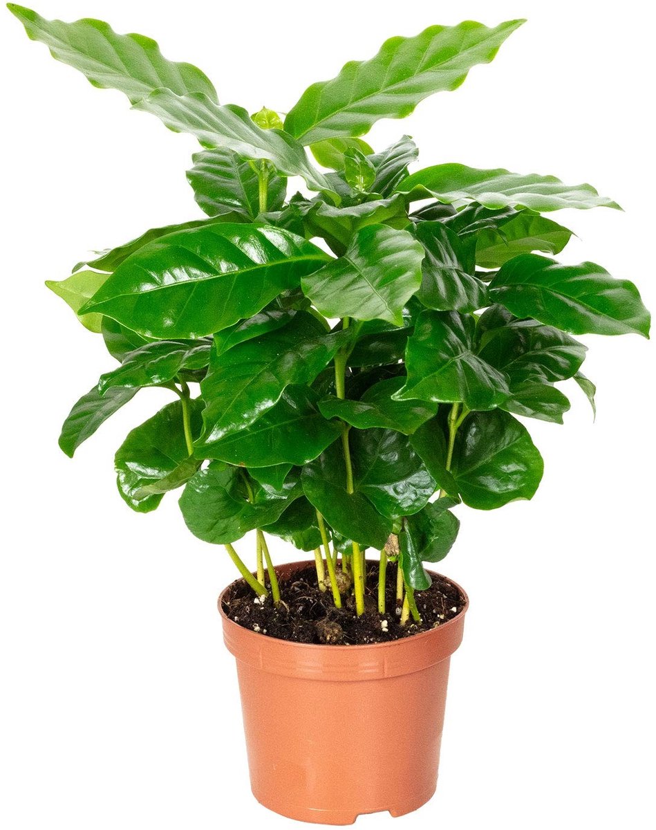 Omgoods - Coffee plant - Gemakkelijke kamerplant Coffea Arabica, 15-20 cm hoog