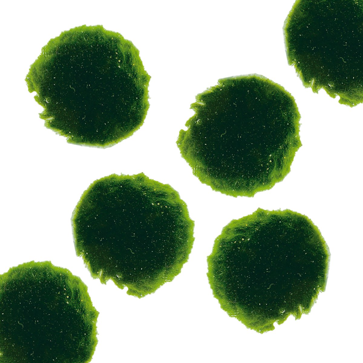 Aquafleur Cladophora SS 6 stuks