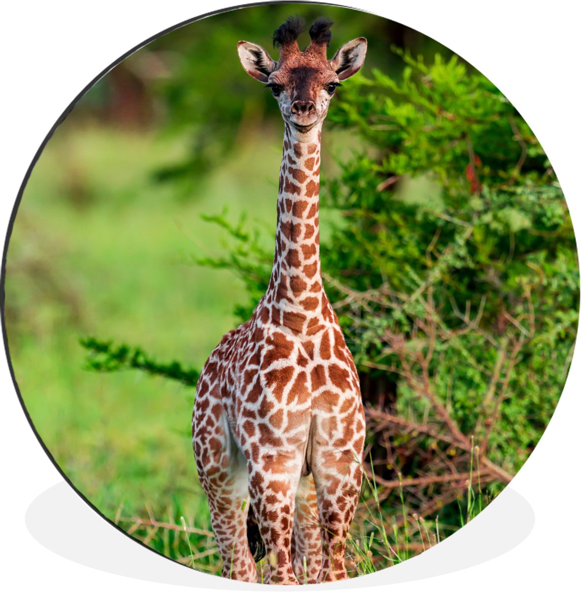 WallCircle - Wandcirkel - Muurcirkel - Baby - Giraffe - Planten - Aluminium - Dibond - 140x140 cm - Binnen en Buiten