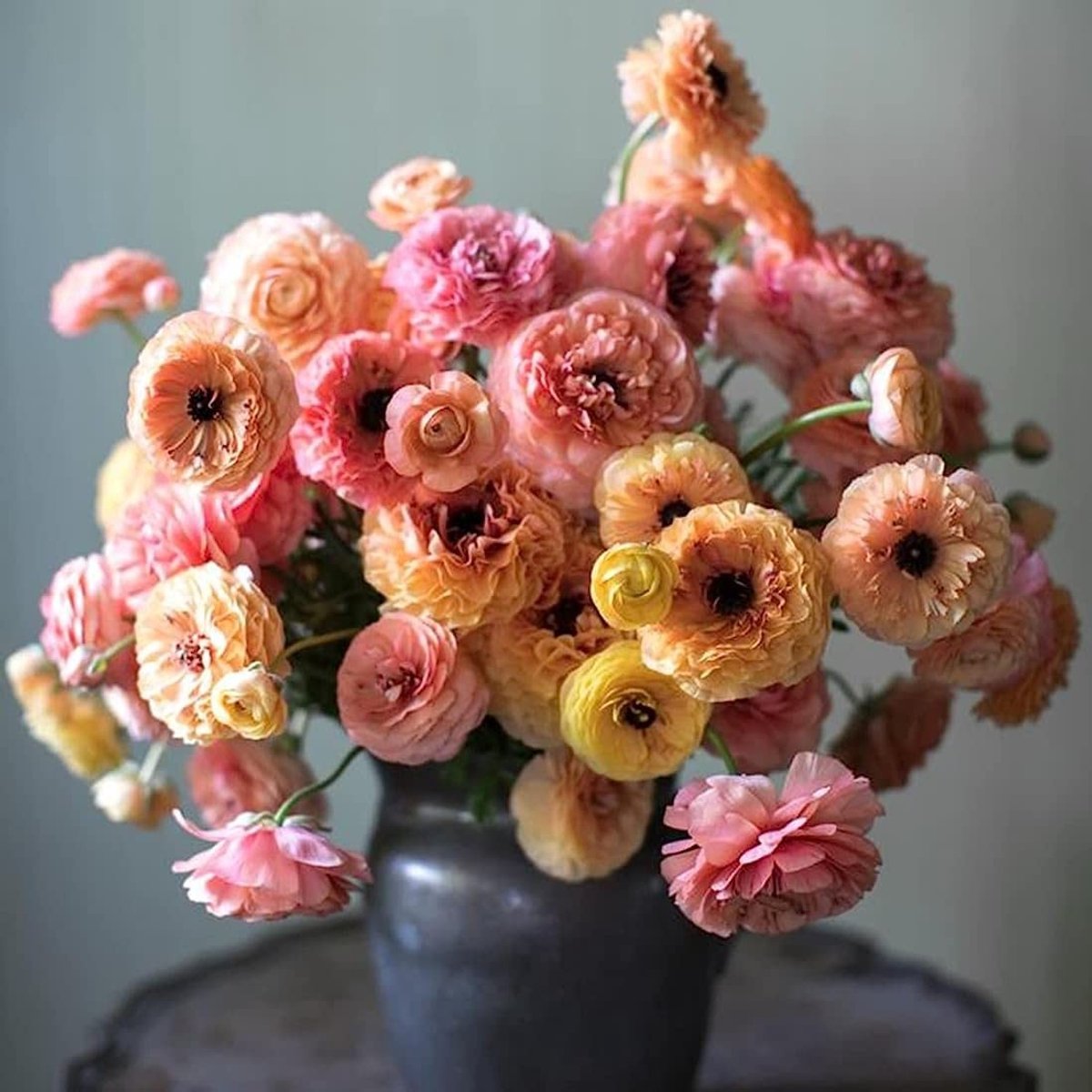 Elzusha - 30 Stuks Ranunculus Zaden voor Kleurrijke Bloemen