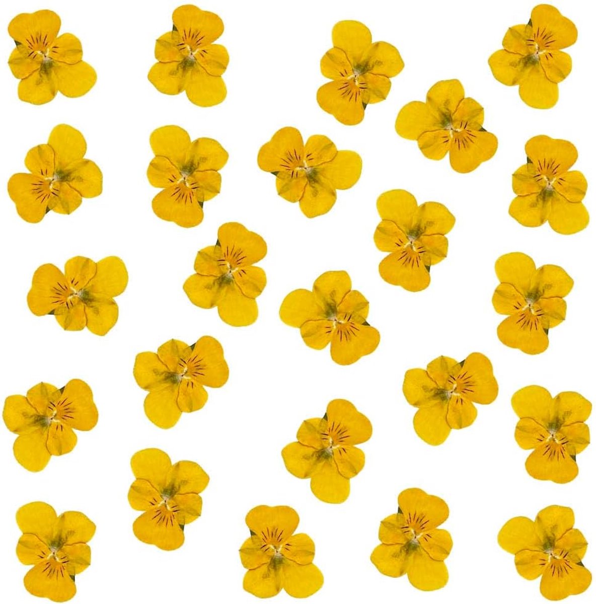 24 stuks natuurlijke gedroogde geperste bloemen voor hars doe-het-zelf kunstambachten natuurlijke droge viooltjesbloemen epoxy sieraden echte bloemblaadjes bloem voor taartdecoratie handgemaakte