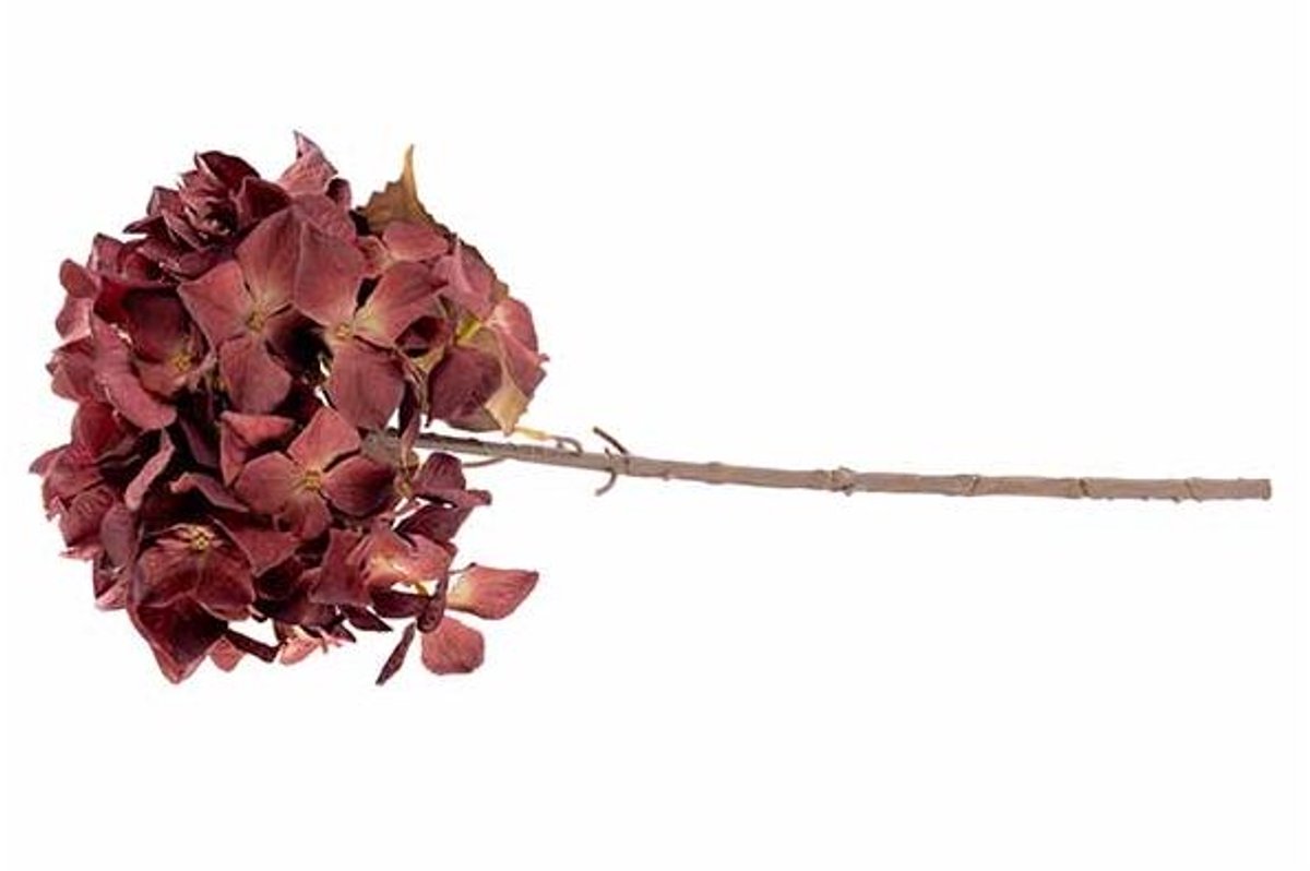 Tak Hydrangea Bordeaux 12x12xh65cm Kunst Stof