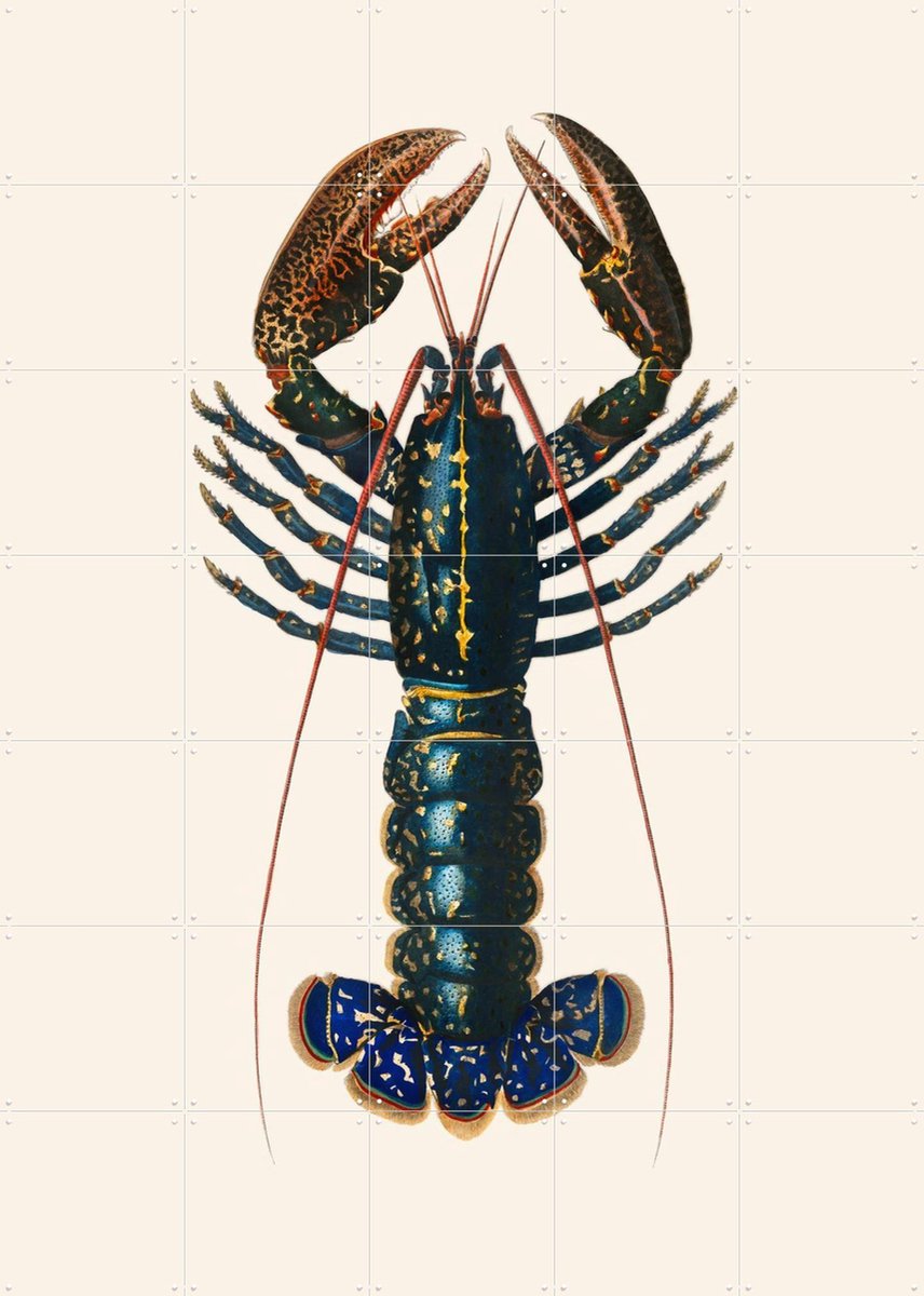 IXXI Homard, Aster Edition - 100 x 140 cm - Gratis ophangtool - Grote wanddecoratie en posters Strandhuis, Woonkamer, Zeevruchten, Zeeleven, Dieren