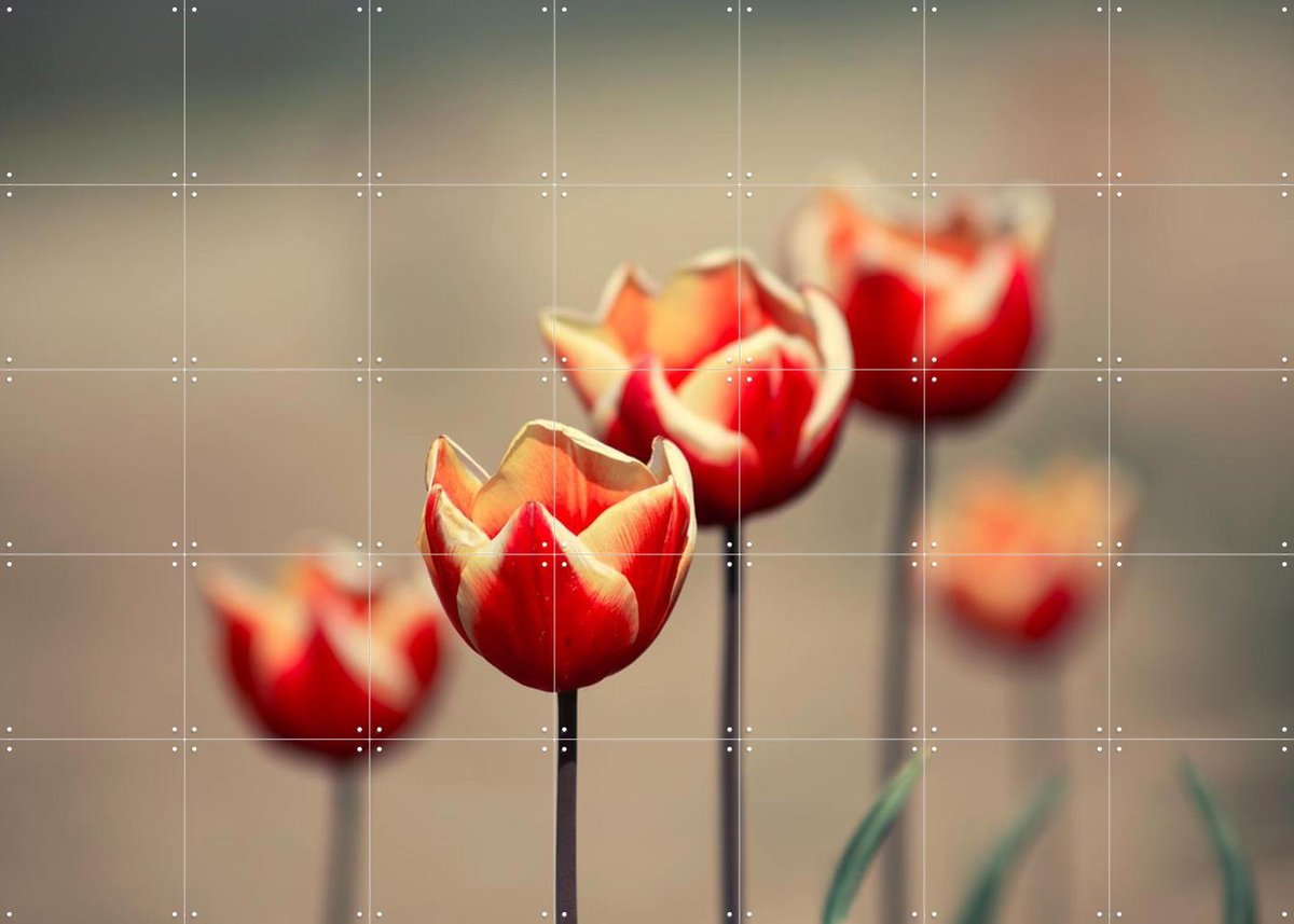 IXXI Dancing Tulips, Claire Droppert - 140 x 100 cm - Gratis ophangtool - Grote wanddecoratie en posters - Fotografie, Woonkamer, Slaapkamer, Gang