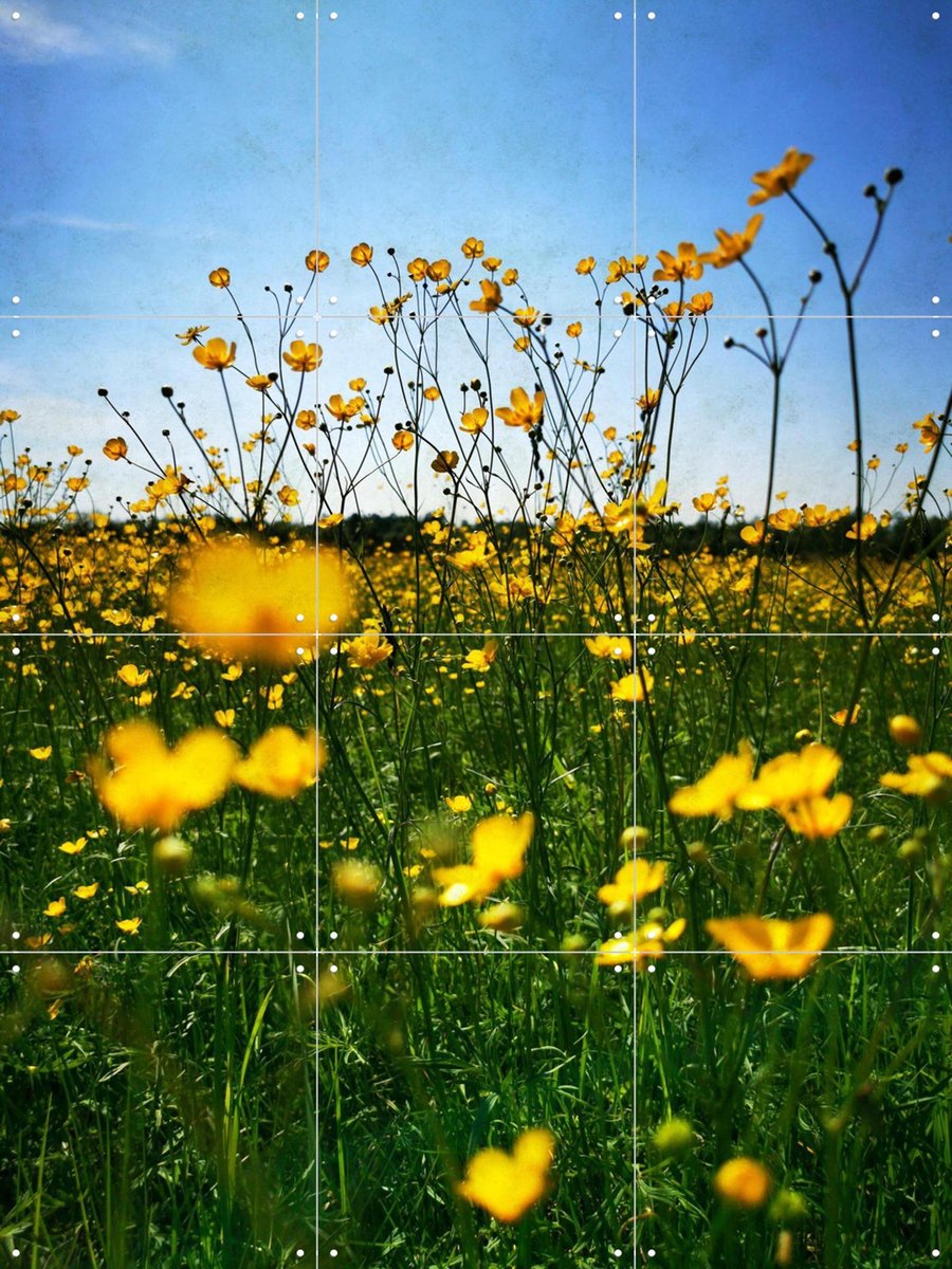 IXXI Optimist, Angelo Cerantola - 60 x 80 cm - Gratis ophangtool - Grote wanddecoratie en posters - Fotografie, Slaapkamer, Woonkamer, Gang, Bloemen
