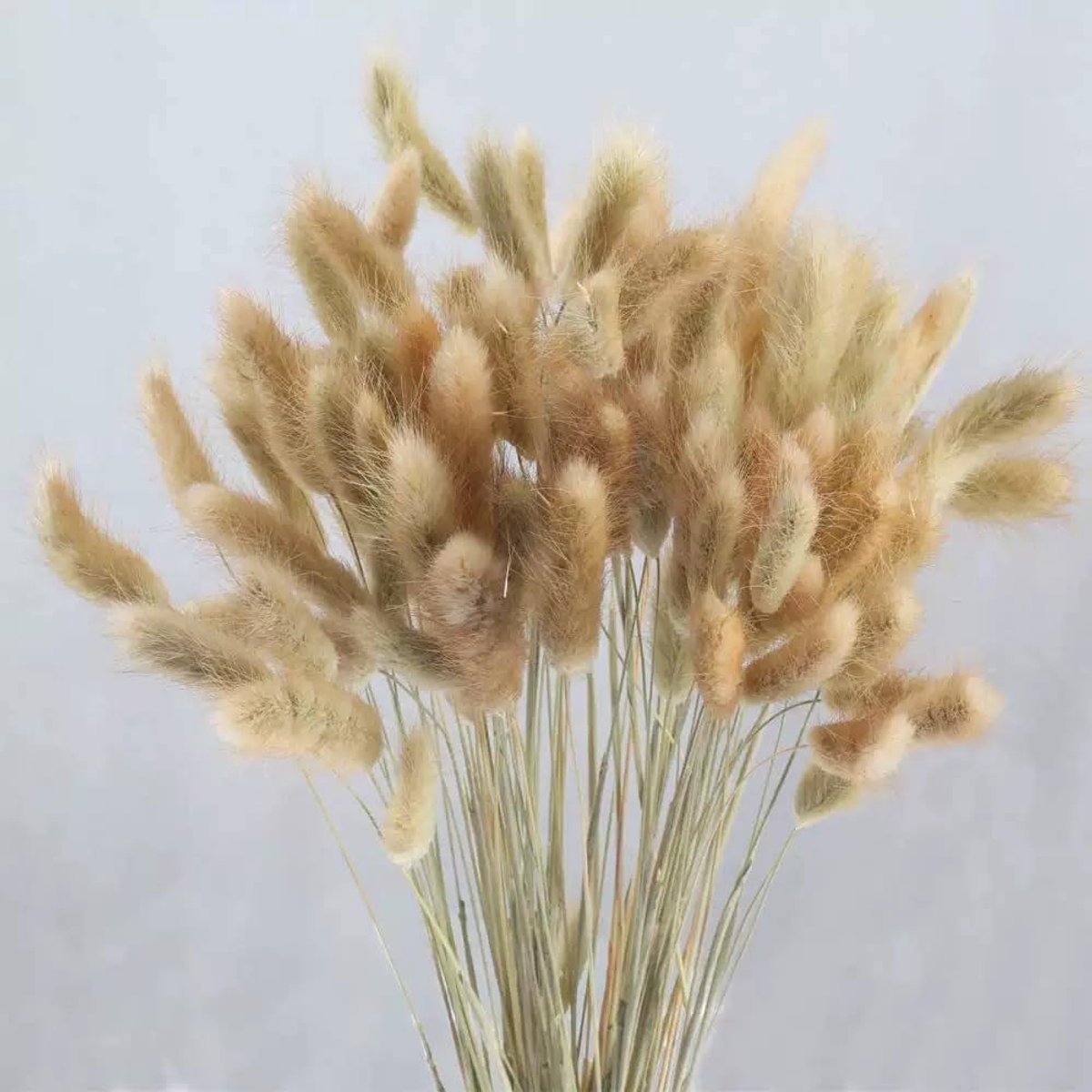 SnelShoppen - 60 Stuks Gedroogd Pampas Gras & Konijnenstaartgras - Natuurlijke Gedroogde Bloemen Boeket Decoratie - Kunstbloemen voor Interieur Decora