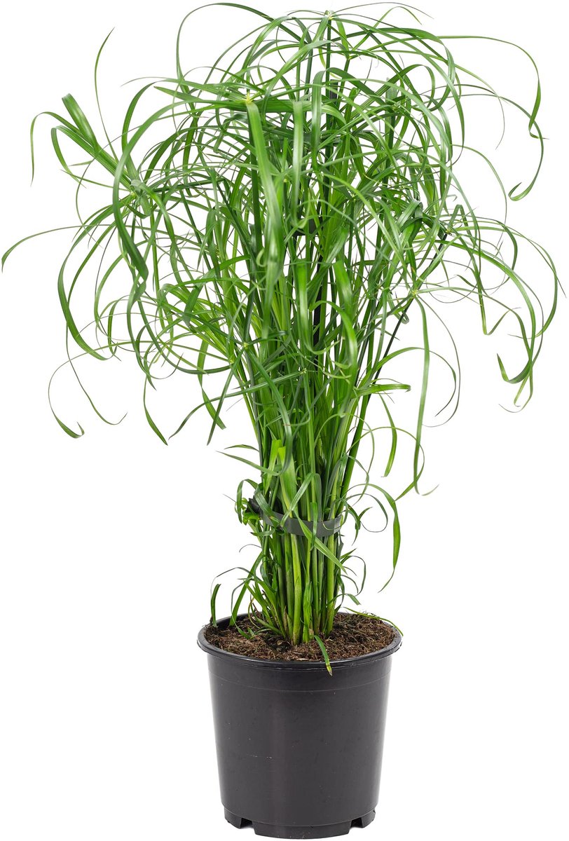 Alternifolius Cyperus Gras, Hoogte ca. 60 cm, Potdiameter 14 cm