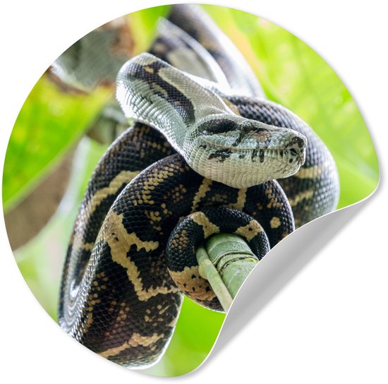 Ronde muursticker van een anaconda die om een tak is gewikkeld, met een opkrullende hoek.