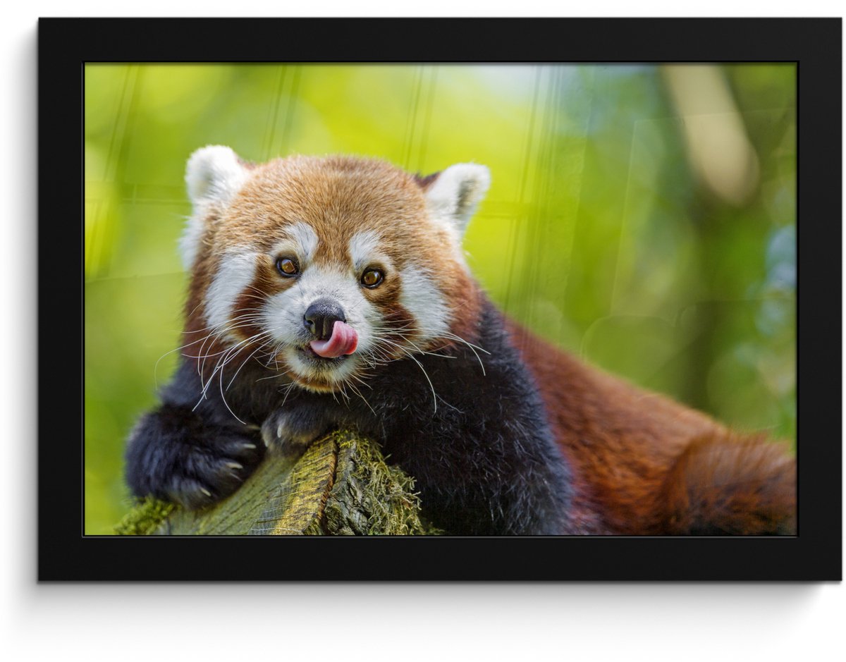 Poster in lijst - Fotolijst 30x20 cm - Posters - Rode Panda - Natuur - Boomstam - Posterli