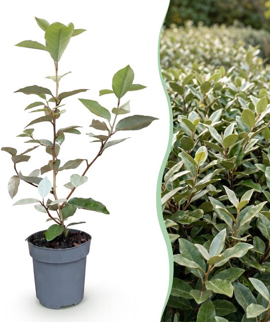 Un jeune olivier de printemps à feuilles persistantes, vertes et gris argenté, dans un pot gris, à côté d'une partie de la plante adulte.