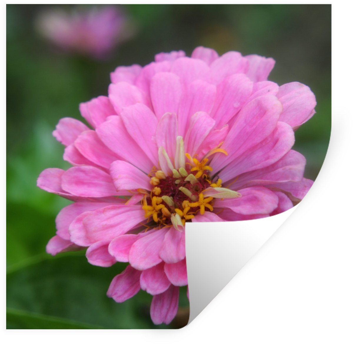 Muurstickers - Sticker Folie - Roze bloemen van de zinnia in de tuin - 50x50 cm - Plakfoli