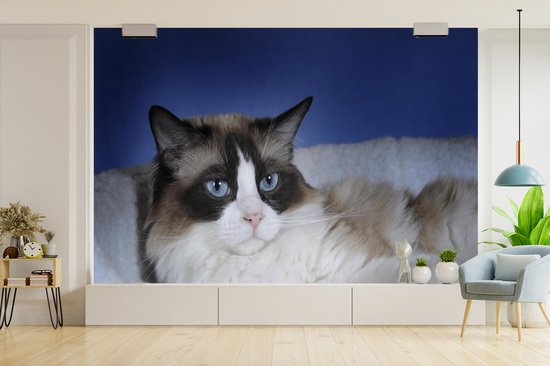 Papier peint photo en vinyle - Couché noir avec chat Ragdoll blanc largeur 390 cm x hauteur 260 cm - Tirage photo sur papier peint (disponible en 7 tailles)