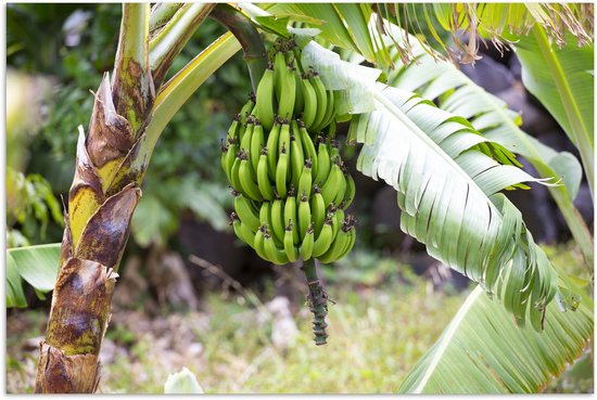 Poster 120x80 cm - Banaan - Plant - Boom - Posters - Kamer decoratie - Wanddecoratie woonkamer - Muurdecoratie slaapkamer