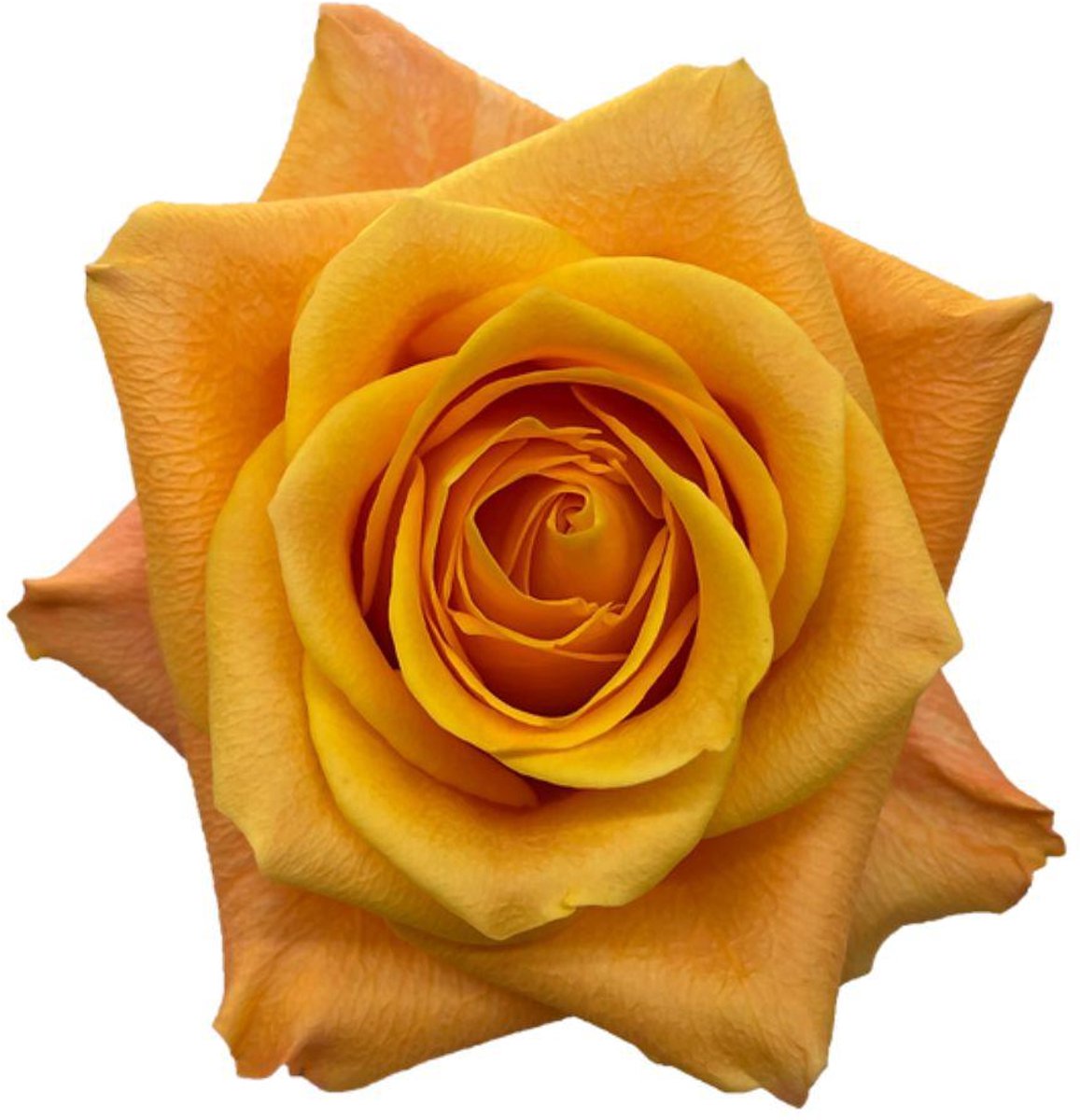 25x Rosa aloha 50cm