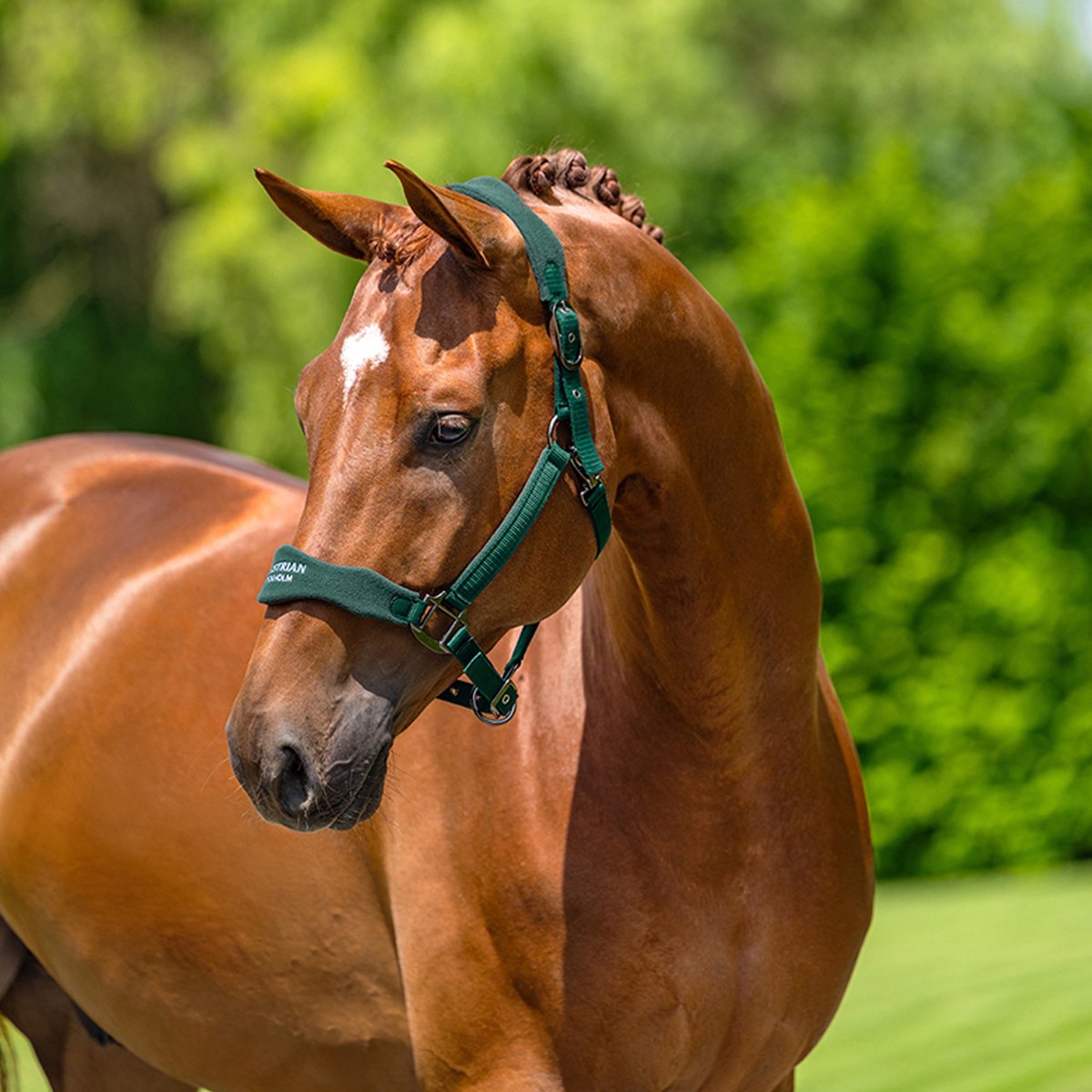 Equestrian Stockholm Halster Equestrian Stockholm Anatomic Sycamore Green Donkergroen