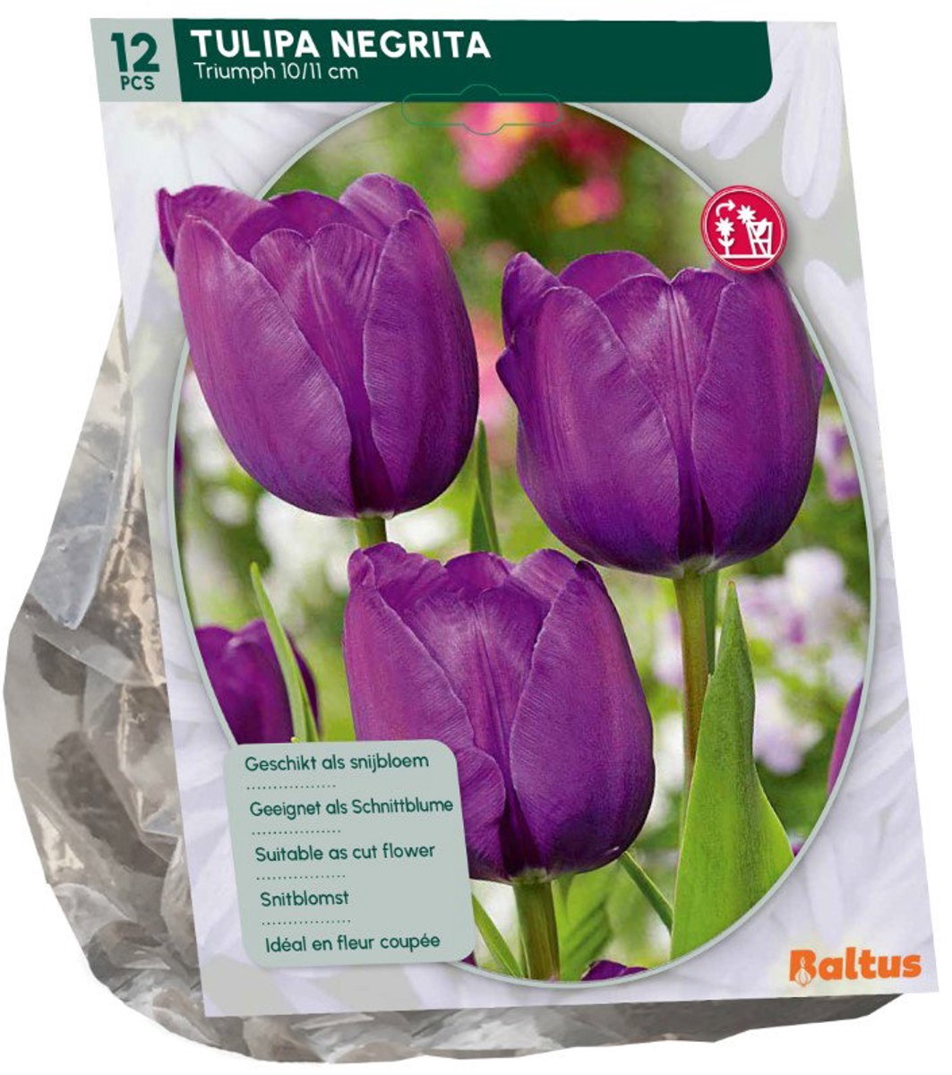 Tulipa Negrita 12 stuks bloembollen Baltus