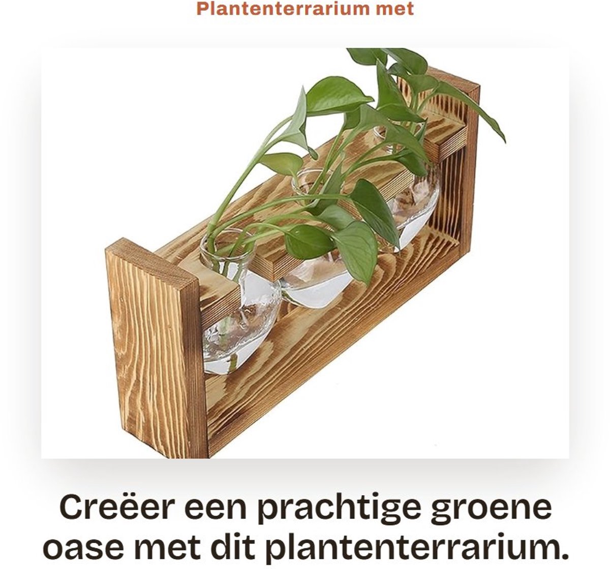 Dailygoods- Plantenterrarium Hartvormig - Bloemenvaas Borosilicaatglas - Houten Standaard - Hydrocultuurplanten - Bureaudecoratie - 1/2/3 Glazen Flessen
