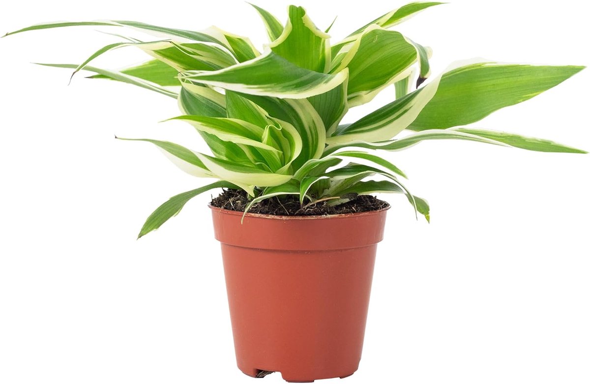 Kamerplant Chlorophytum Ocean - hoogte 15 cm - gemakkelijke verzorging - ideaal voor woonkamer en kantoor - ShopVlot