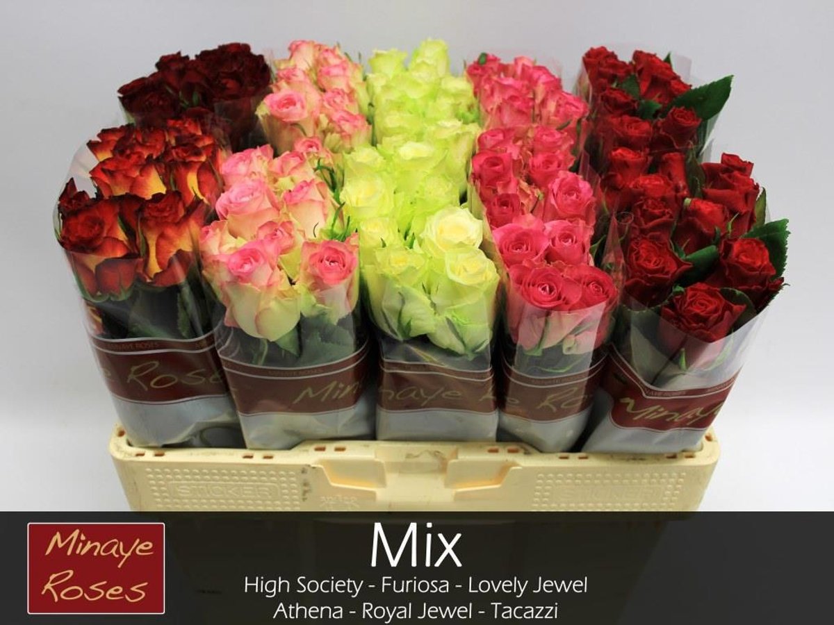 100x Rosa mix vast minaye fr 40cm