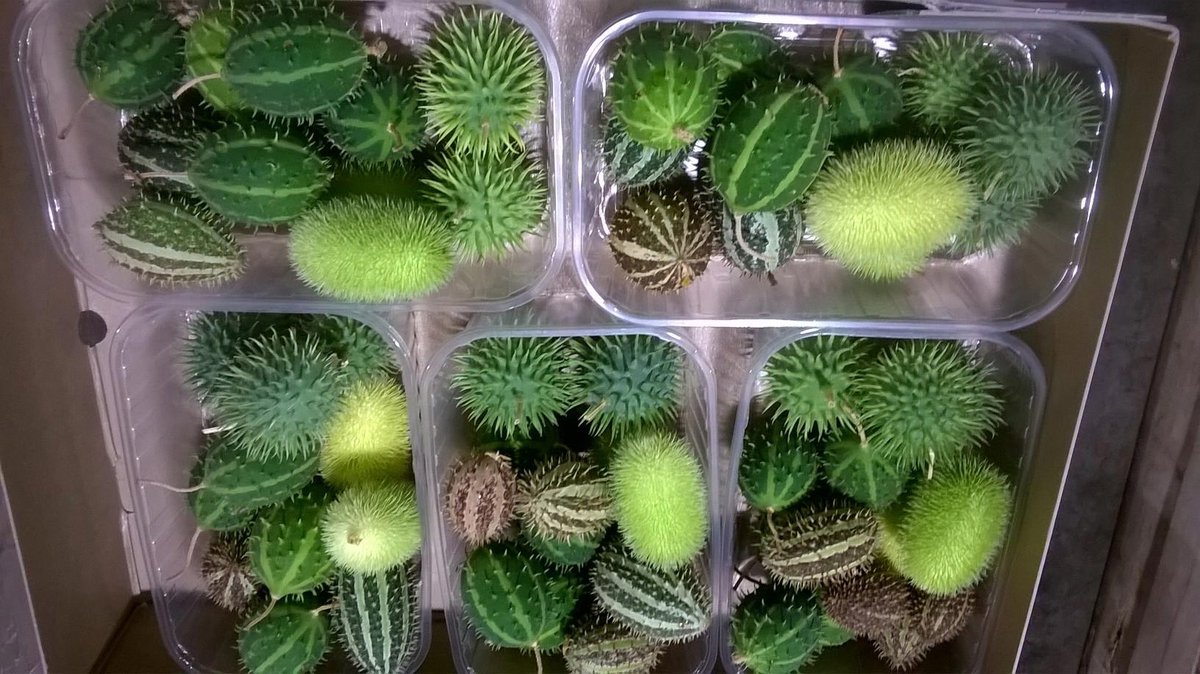 5x Sf cucumis mix var.