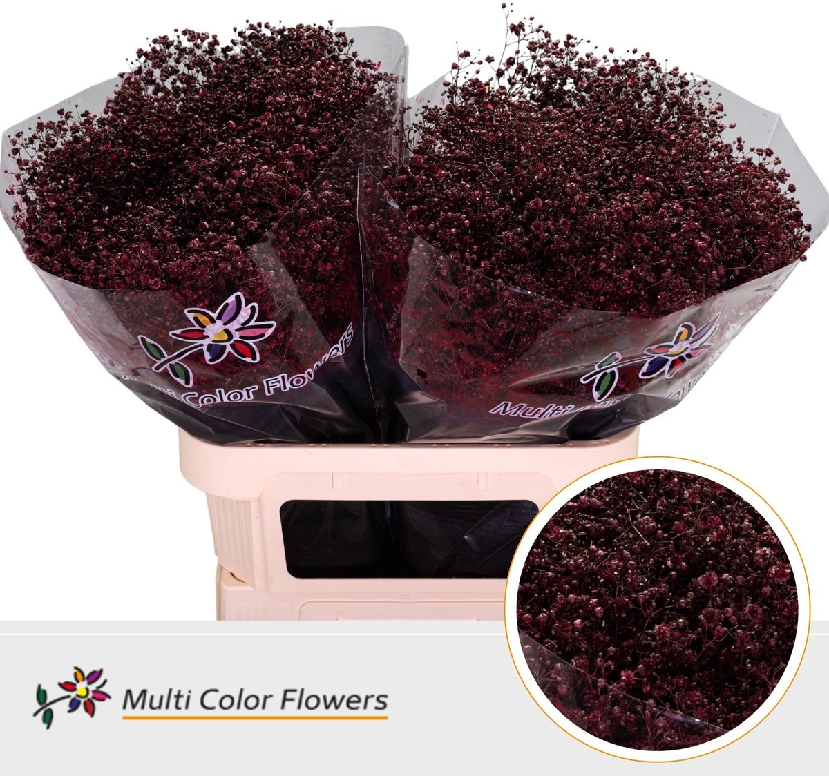 25x Gipskruid xlence bordeaux 80cm