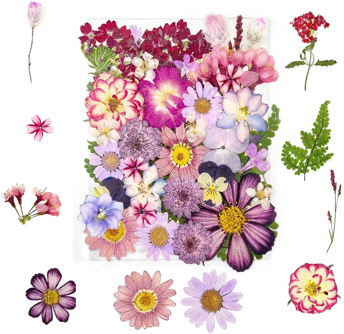 Solidchoice - Set van 37 Natuurlijke Gedroogde Bloemen voor Creatieve Projecten