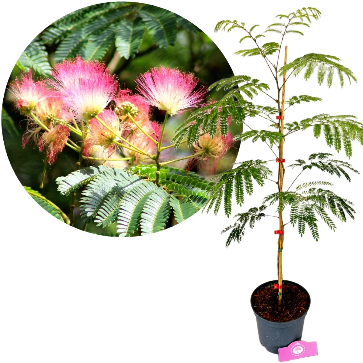 Albizia julibissin - Perzische Slaapboom, Hoogte 60-80cm, 2 liter pot