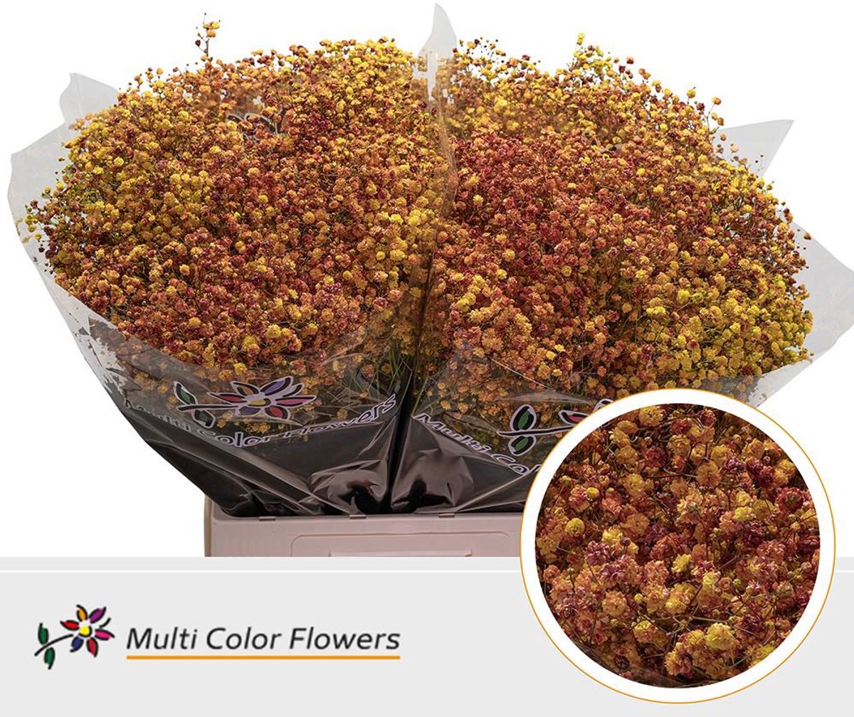25x Gipskruid xlence herfst 70cm