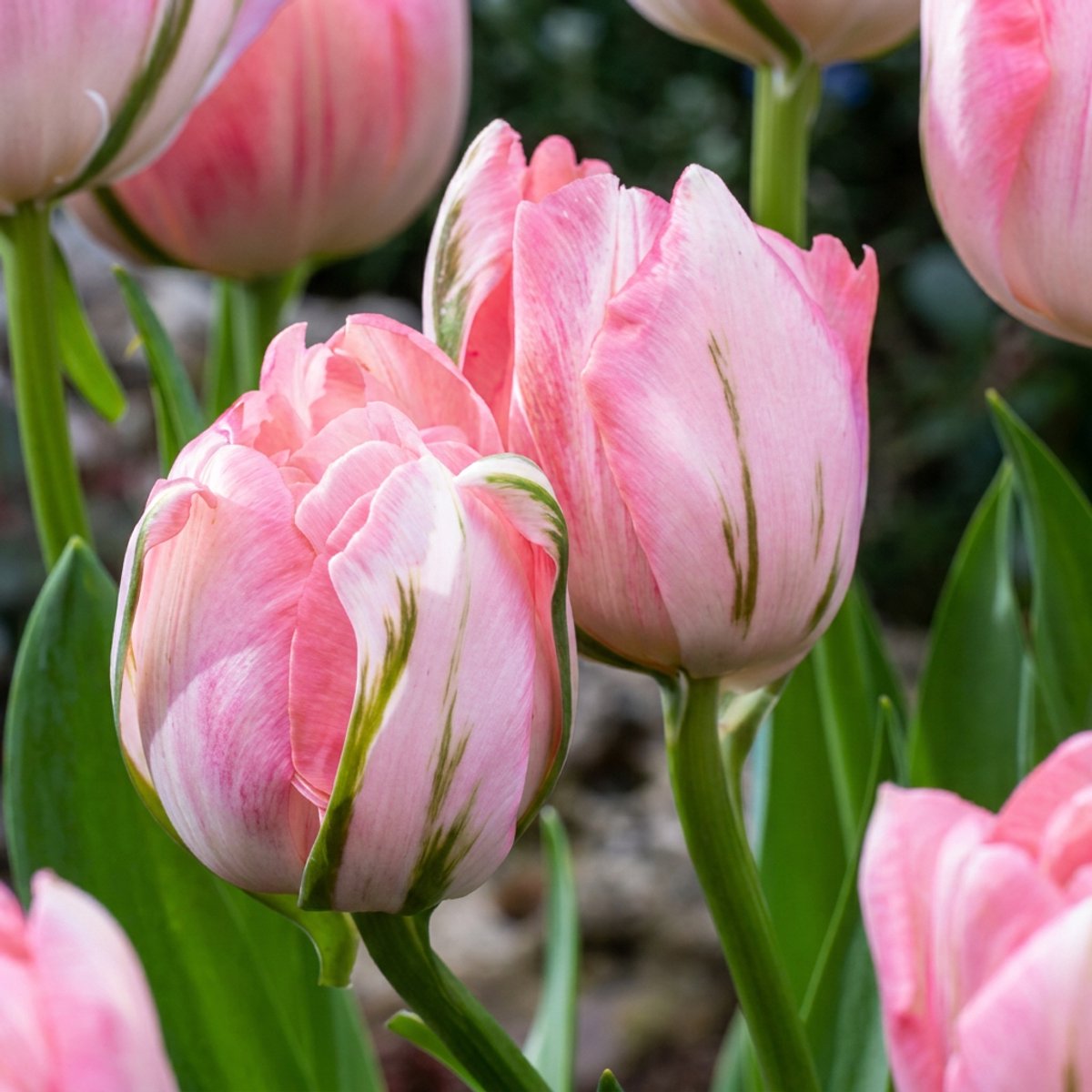 Green boutiQ - 24x Tulipa Double Pink - Dubbele roze tulp - Roze - Voorjaarsbloeier - Bolmaat 11/12