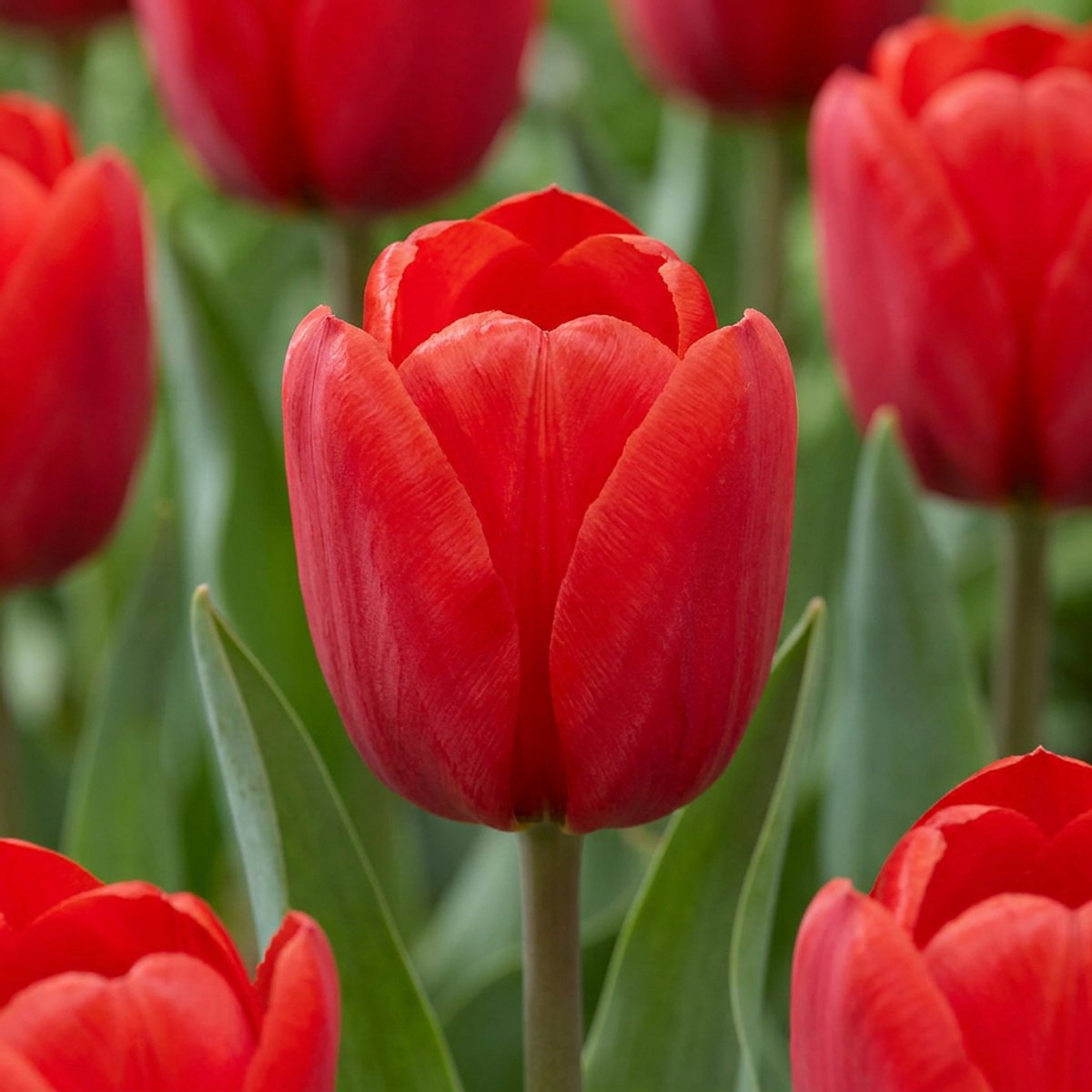 Green boutiQ - 60x Tulipa Triumph Red - Triomftulp - Rood - Voorjaarsbloeier - Bolmaat 11/12