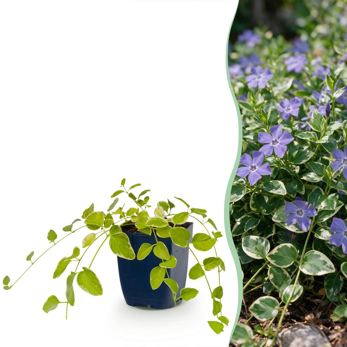 Green boutiQ - Vasteplant - Vinca major Variegata - Maagdenpalm - Bodembedekkend - Blauw - 1 Plant - Pot 11cm - Hoogte 15-25cm